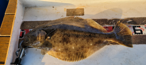 예지퀸호 농어외수질&어초낚시 경기인천권_사진_20260426_4.jpg