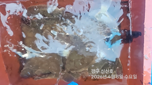 신신낚시 강구점 신신호_사진_20260408_13.jpg