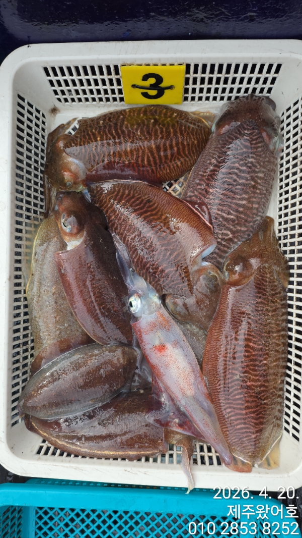 제주왔어호_사진_20260420_11.jpg