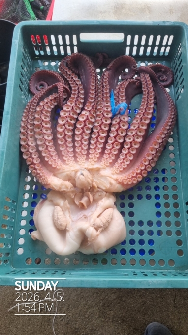 [크기변환]공현진낚시마트(돌핀호)_사진_20260405_9.jpg