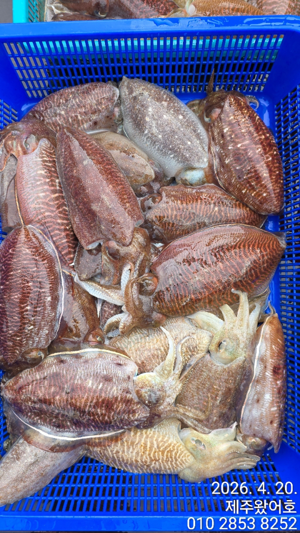 제주왔어호_사진_20260420_2.jpg