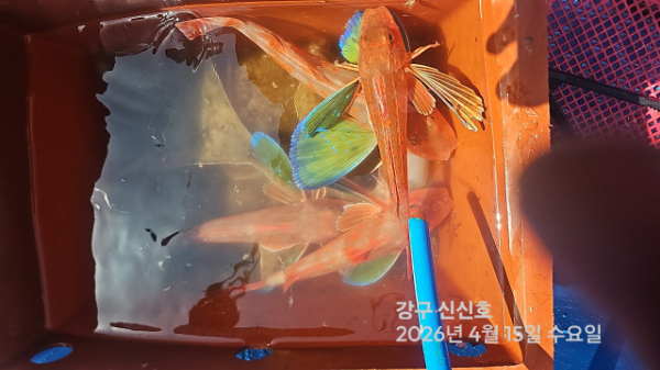 신신낚시 강구점 신신호_사진_20260415_17.jpg