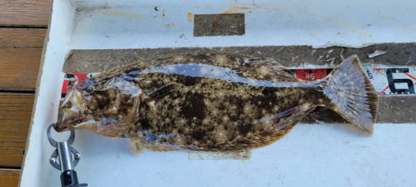 예지퀸호 농어외수질&어초낚시 경기인천권_사진_20260426_16.jpg