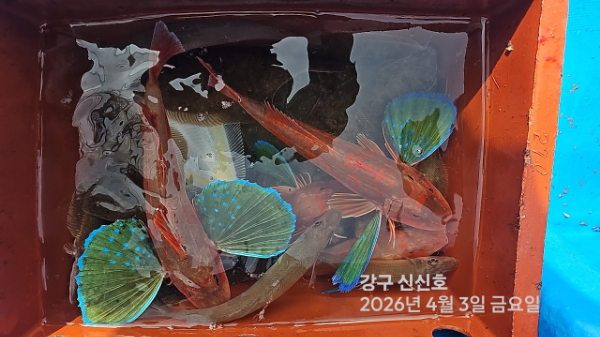 신신낚시 강구점 신신호_사진_20260403_16.jpg