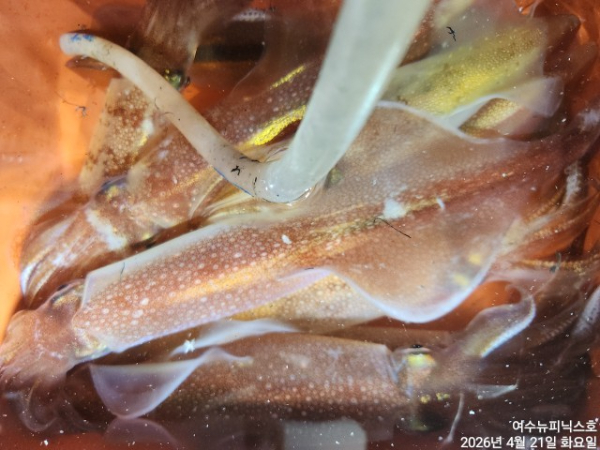 4월22일갑한치 (9).jpg
