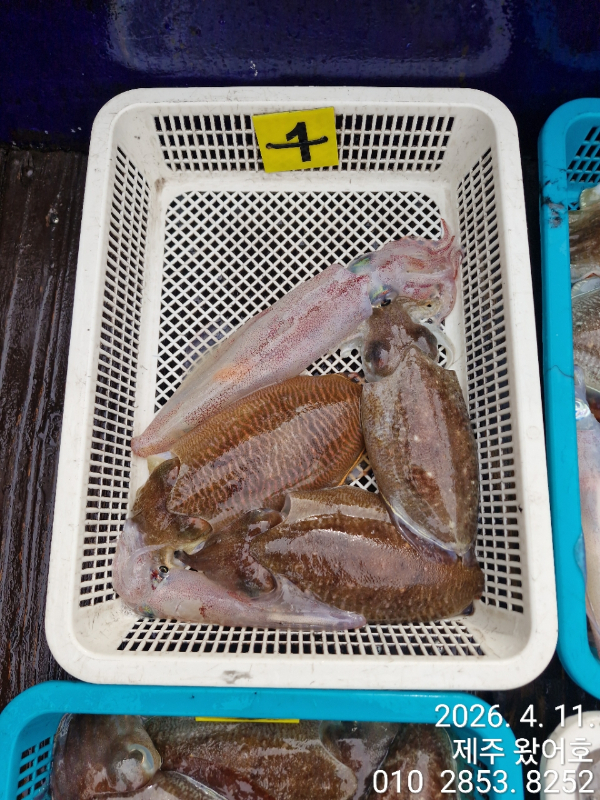 제주왔어호_사진_20260411_10.jpg
