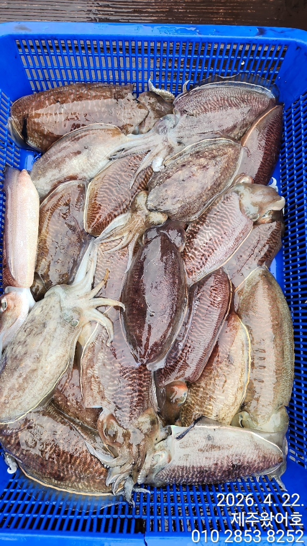 제주왔어호_사진_20260423_9.jpg