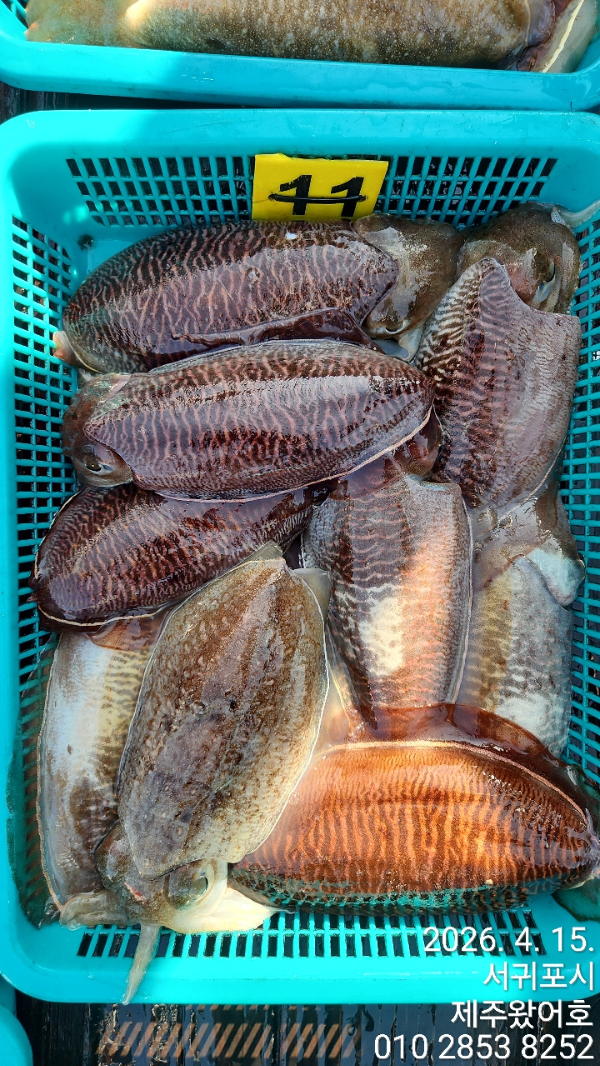 제주왔어호_사진_20260415_6.jpg