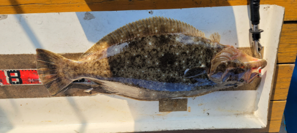 예지퀸호 농어외수질&어초낚시 경기인천권_사진_20260426_2.jpg