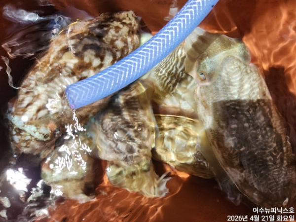 4월22일갑한치 (12).jpg