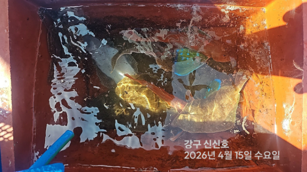 신신낚시 강구점 신신호_사진_20260415_19.jpg