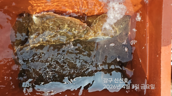 신신낚시 강구점 신신호_사진_20260403_13.jpg