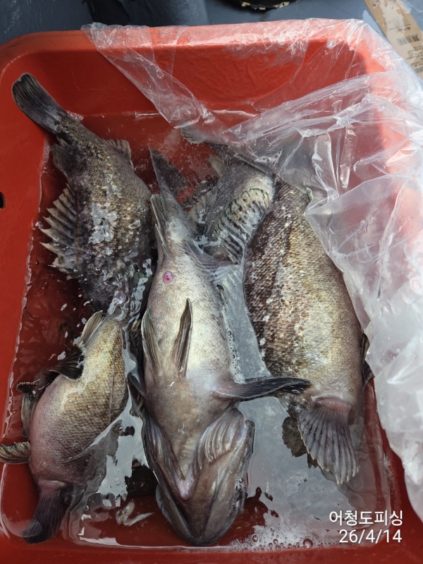 최강피싱 063.463.0800_사진_20260414_36.jpg