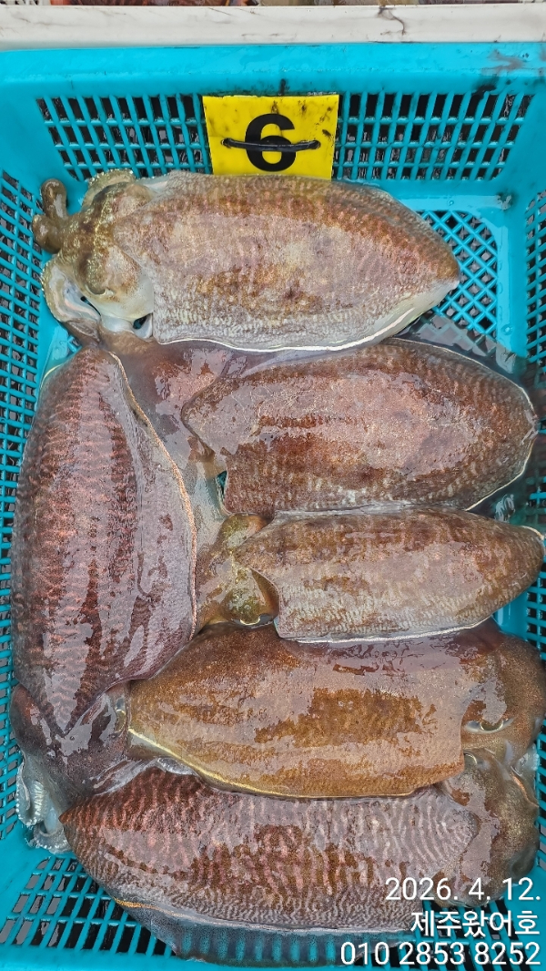 제주왔어호_사진_20260412_6.jpg