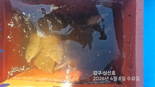 신신낚시 강구점 신신호_사진_20260408_9.jpg