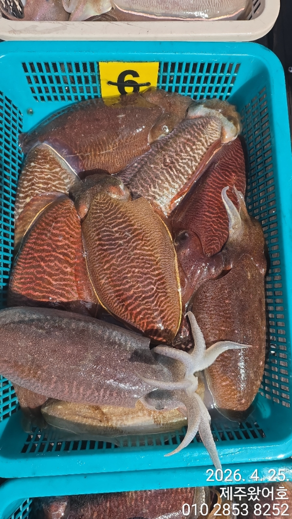 제주왔어호_사진_20260426_6.jpg