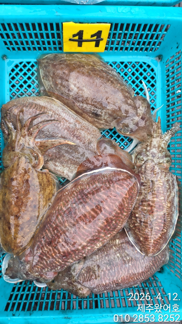 제주왔어호_사진_20260412_8.jpg