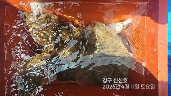 신신낚시 강구점 신신호_사진_20260411_14.jpg
