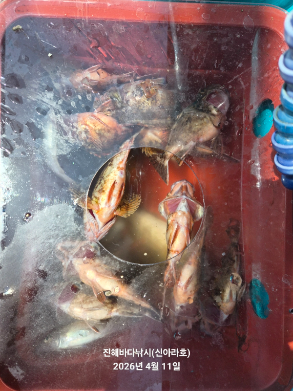 바다꾼낚시(신아라호)_사진_20260412_4.jpg