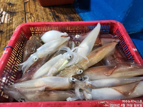 4월26일갑한치 (4).jpg