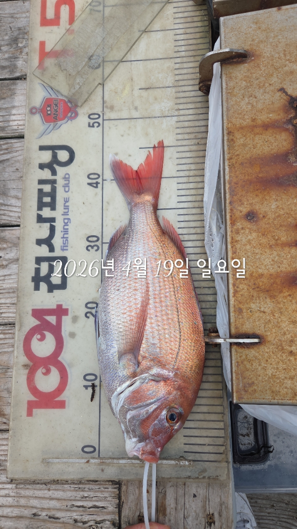 1004피싱_사진_20260419_3.jpg