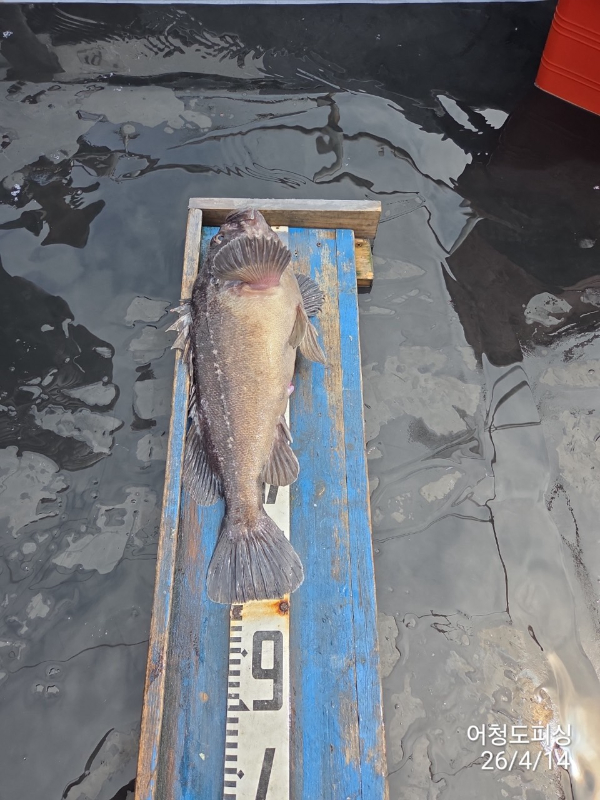 최강피싱 063.463.0800_사진_20260414_4.jpg