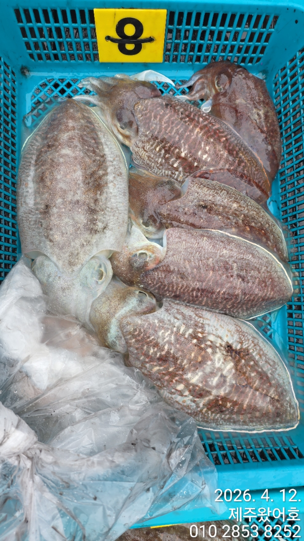 제주왔어호_사진_20260412_9.jpg