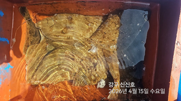 신신낚시 강구점 신신호_사진_20260415_9.jpg