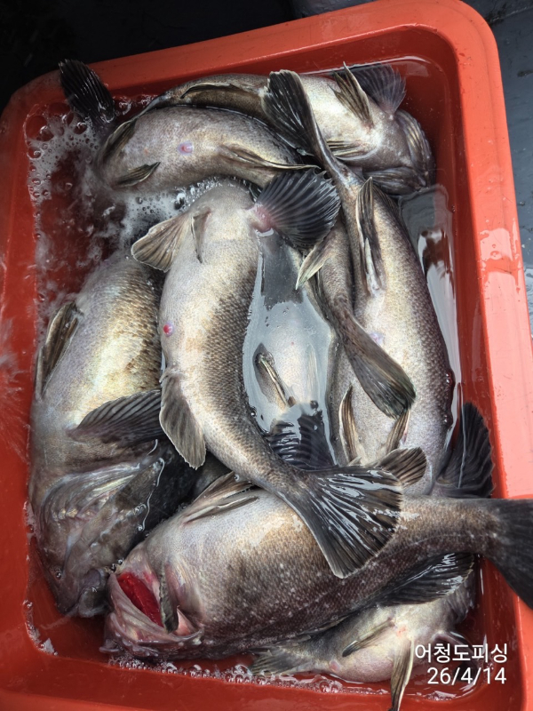 최강피싱 063.463.0800_사진_20260414_30.jpg