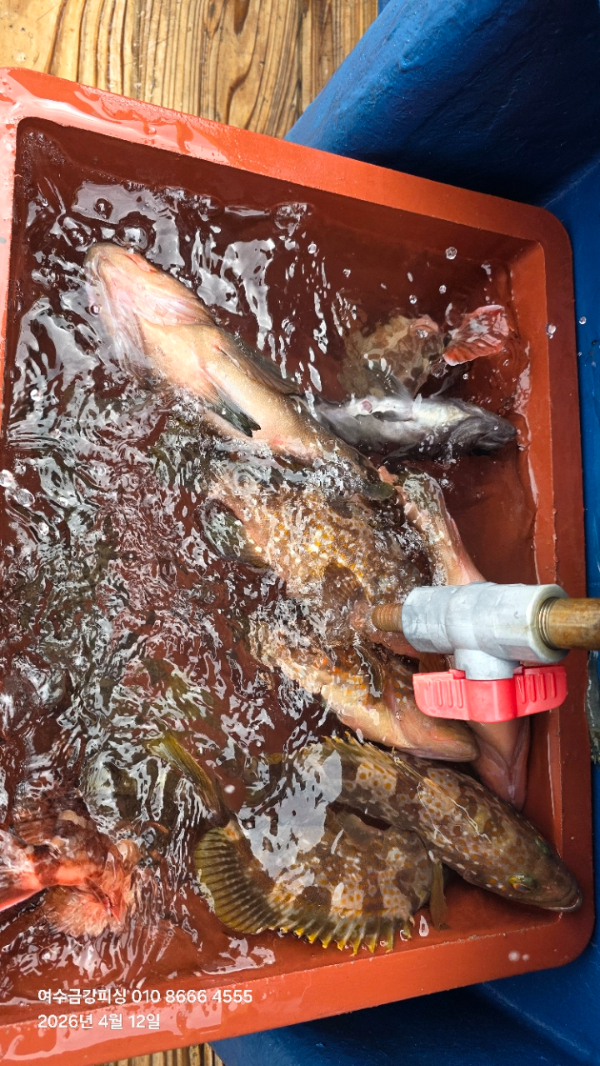 여수금강피싱_사진_20260412_32.jpg