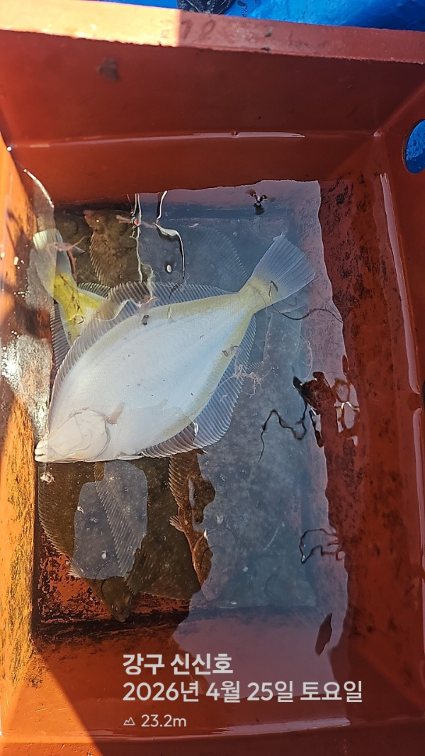 신신낚시 강구점 신신호_사진_20260425_11.jpg