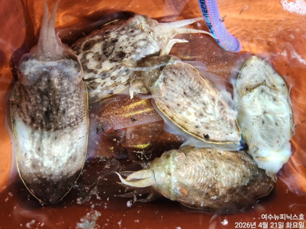 4월22일갑한치 (15).jpg