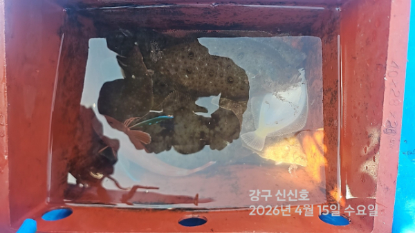 신신낚시 강구점 신신호_사진_20260415_20.jpg