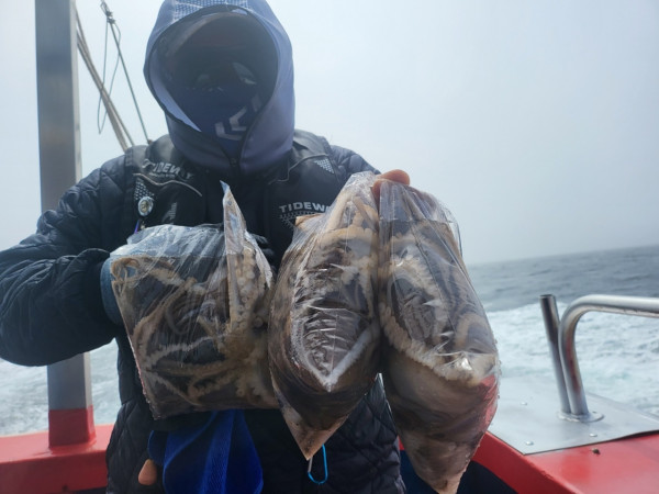 군산 선상낚시, 바다낚시 출조 전문 ☆서군산낚시☆_사진_20260411_4.jpg