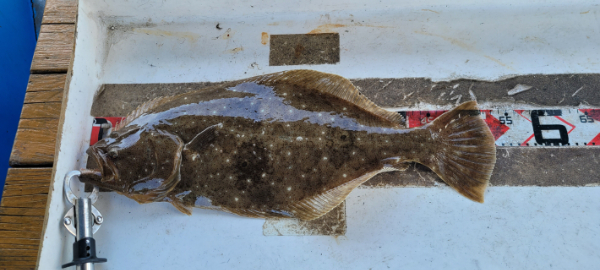 예지퀸호 농어외수질&어초낚시 경기인천권_사진_20260426_8.jpg