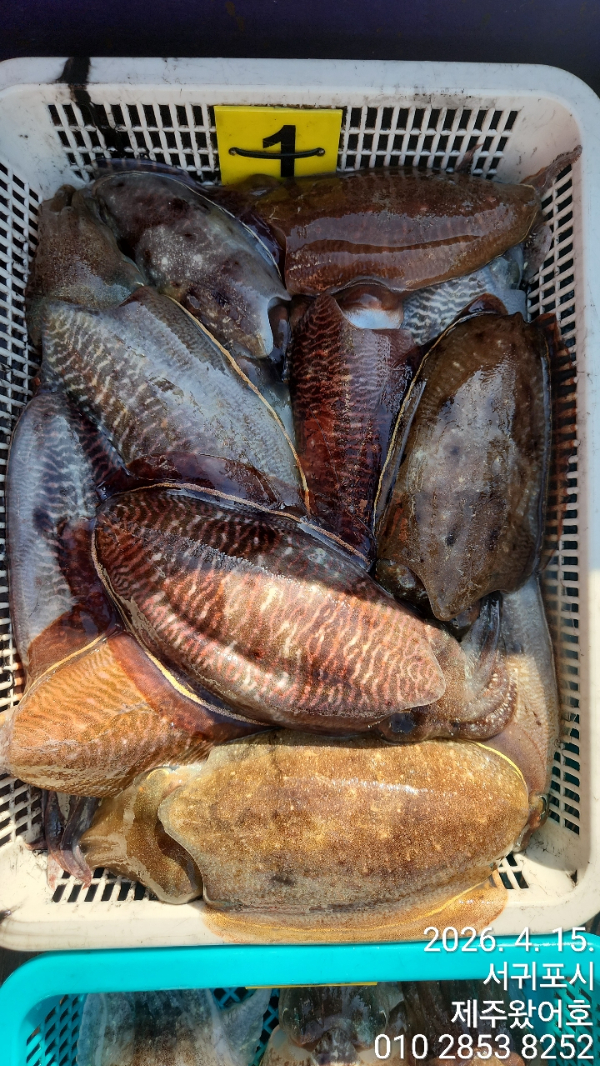 제주왔어호_사진_20260415_3.jpg