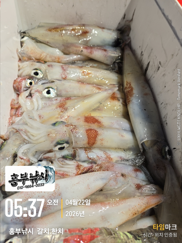 2026-04-22 05.37.40__(-흥부낚시  갈치.한치).jpg