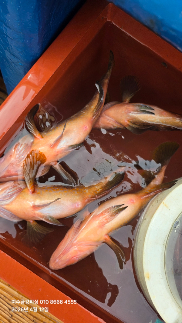 여수금강피싱_사진_20260412_29.jpg