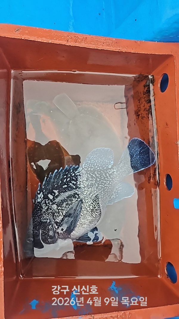 신신낚시 강구점 신신호_사진_20260409_8.jpg