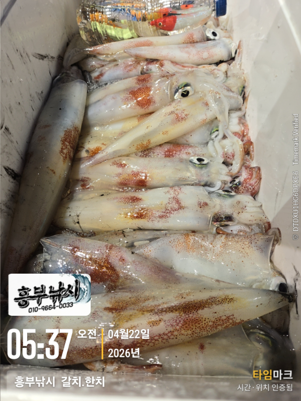 2026-04-22 05.37.03__(-흥부낚시  갈치.한치).jpg