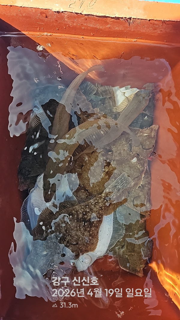 신신낚시 강구점 신신호_사진_20260419_14.jpg