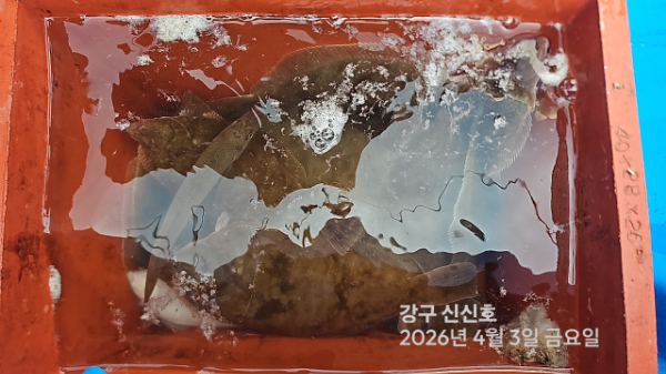 신신낚시 강구점 신신호_사진_20260403_20.jpg