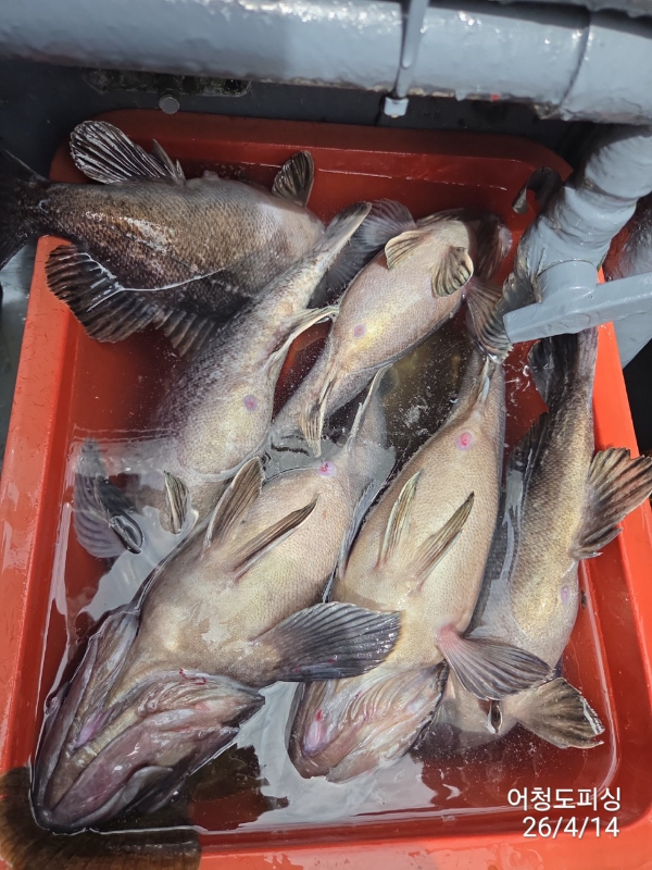 최강피싱 063.463.0800_사진_20260414_31.jpg