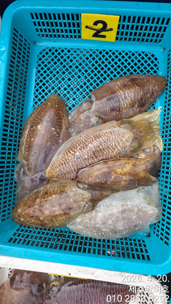 제주왔어호_사진_20260420_12.jpg