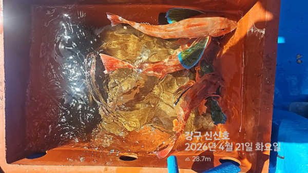 신신낚시 강구점 신신호_사진_20260421_19.jpg