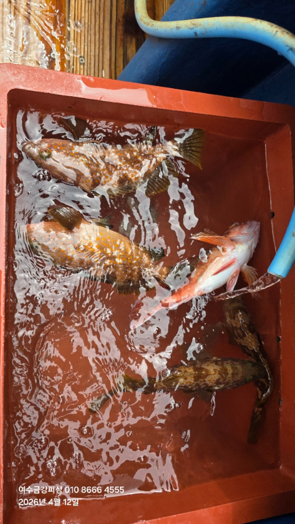 여수금강피싱_사진_20260412_31.jpg