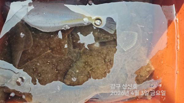 신신낚시 강구점 신신호_사진_20260403_11.jpg