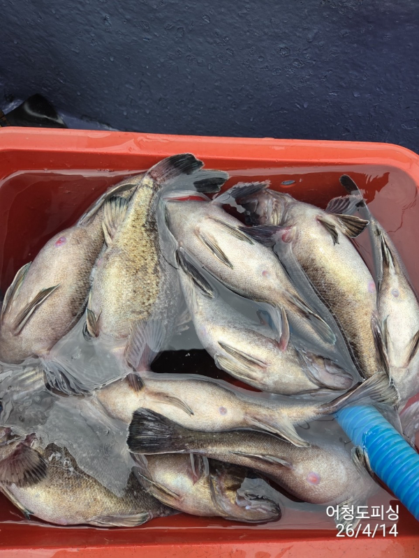 최강피싱 063.463.0800_사진_20260414_39.jpg