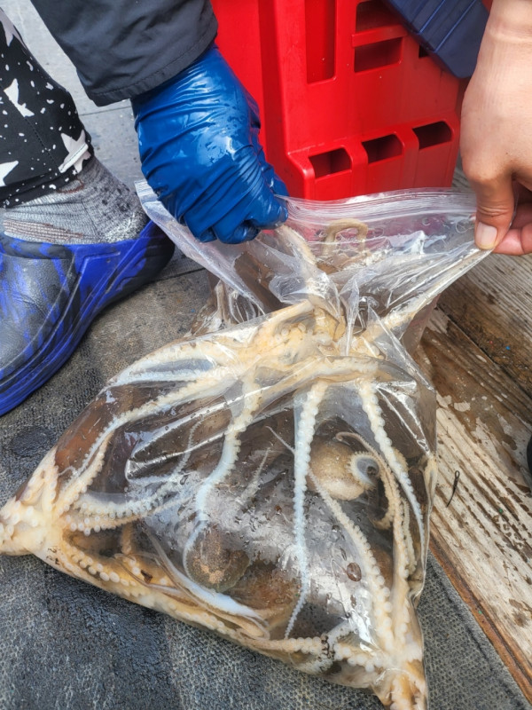 군산 선상낚시, 바다낚시 출조 전문 ☆서군산낚시☆_사진_20260411_1.jpg