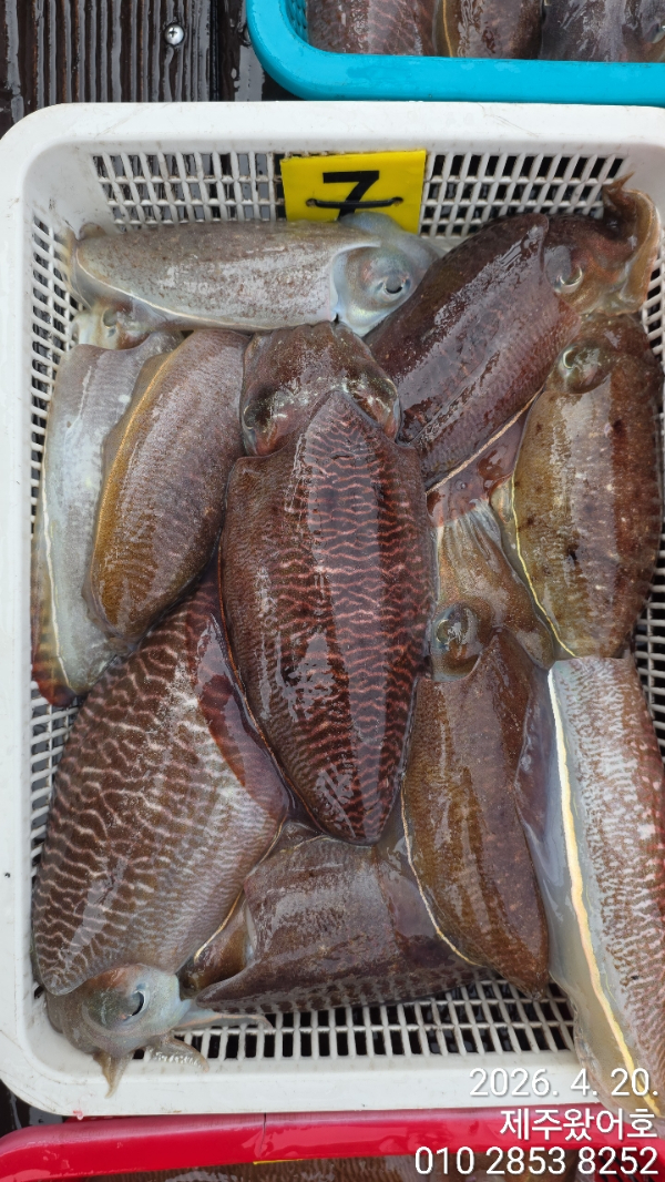 제주왔어호_사진_20260420_5.jpg